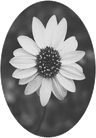 Profile picture of flower
